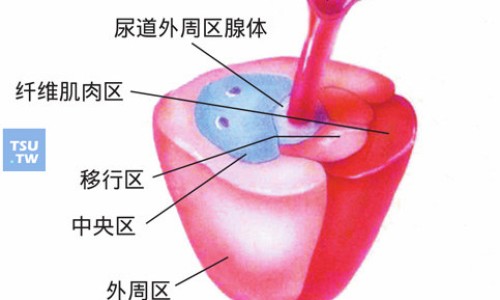 半支莲副作用网半支莲的作用知识网站,分享半支莲用量大全